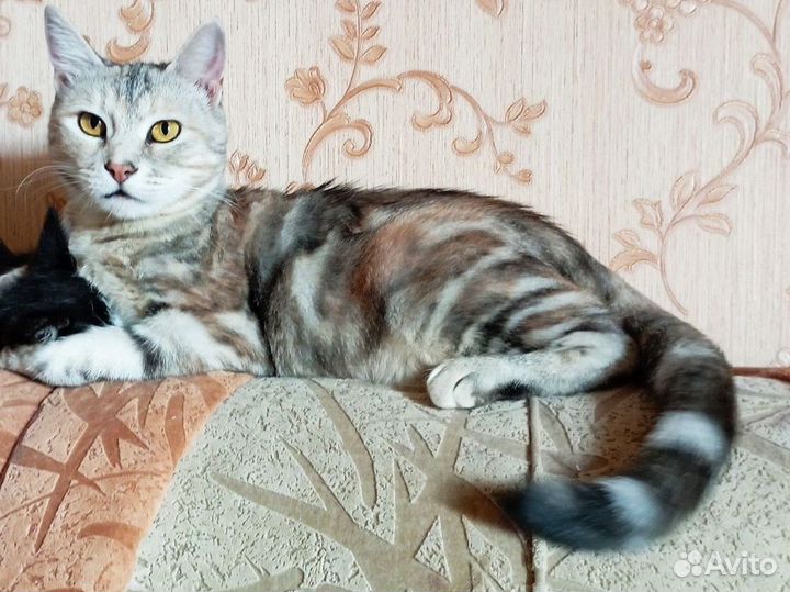 Кошка -подружка (стерил.) в добрые руки