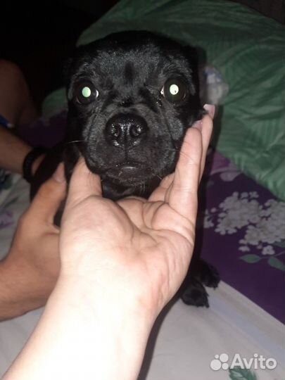 Найдена собака