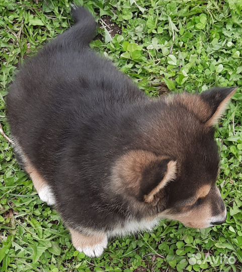 Отдам щенка в добрые руки