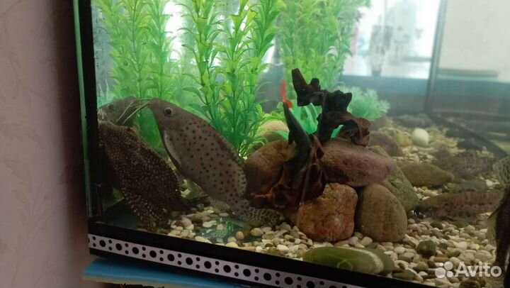Аквариум 250 литров