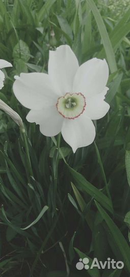 Луковицы нарциссов