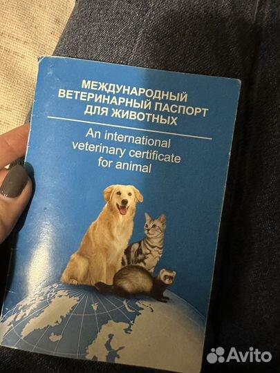 Собака в добрые руки