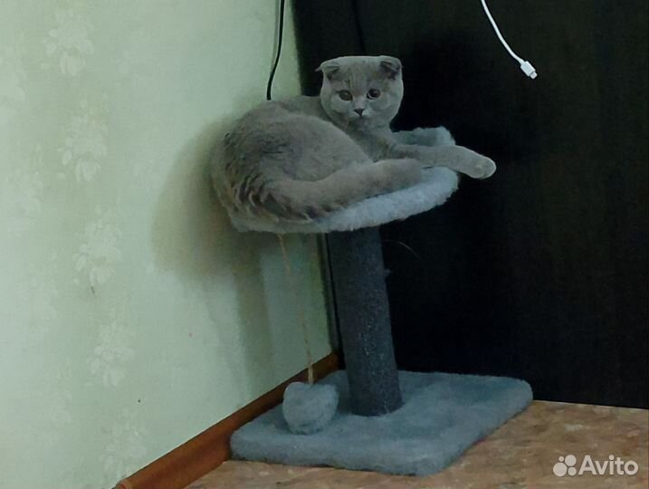Кошки вислоухие