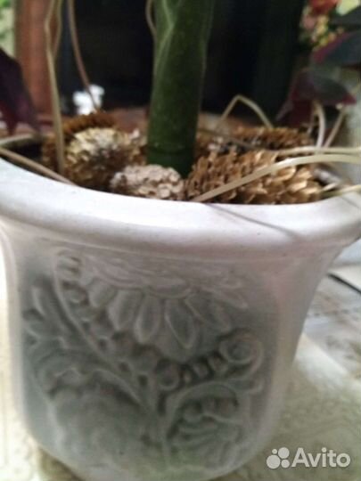 Диффенбахия