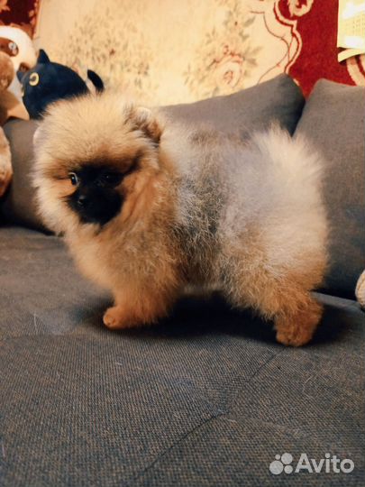 Супер мишки