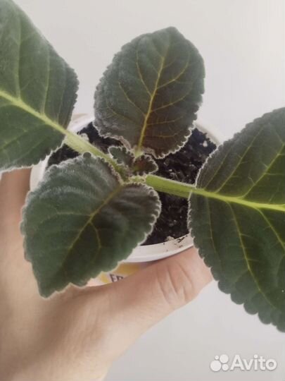 Глоксиния комнатный цветок