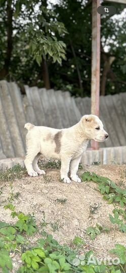 Среднеазиатская овчарка