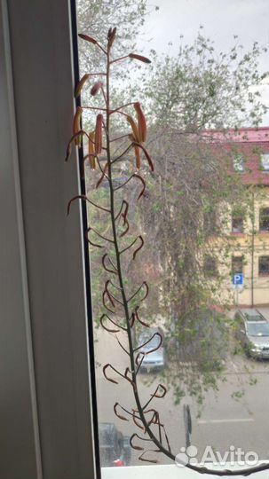 Алоэ остистый