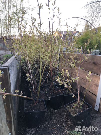 Голубика садовая саженцы