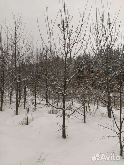 Дуб черешчатый