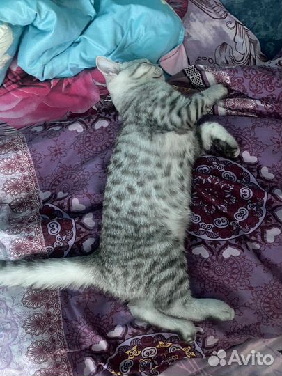 Шотландский прямоухий кот