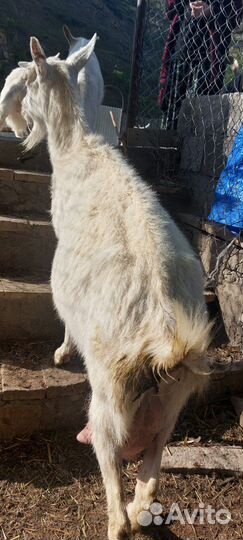 Коза дойная