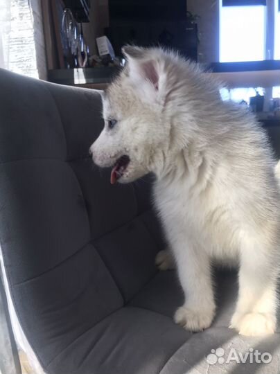 Щенки сибирской хаски