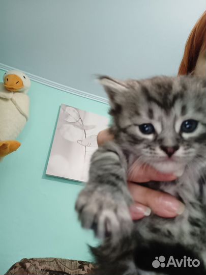 Кошка в дар бесплатно