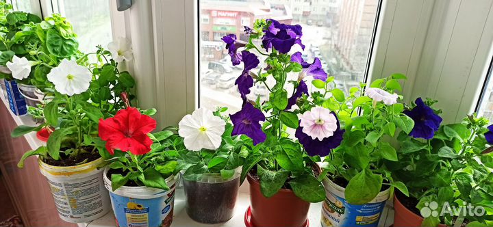 Петуния ампельная