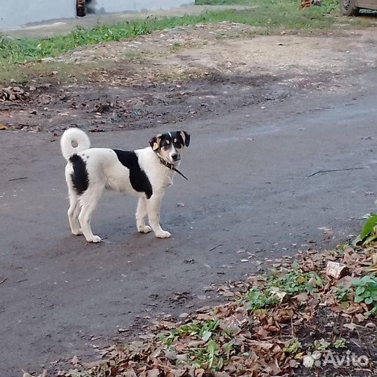 Собака в добрые руки отдам бесплатно