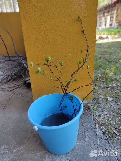 Гортензия черешковая отростки с корнями