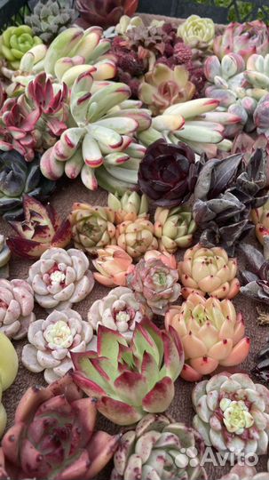 Суккуленты