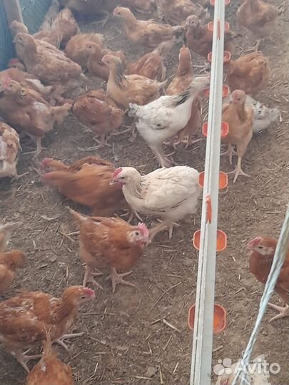 Куры несушки