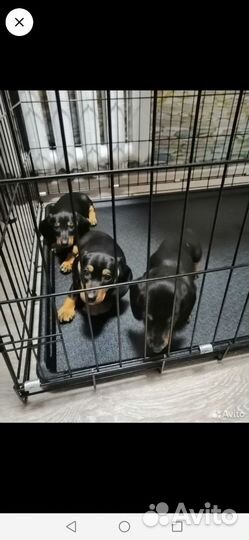 Щенки таксы