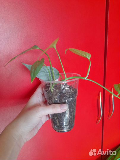 Эпипремнум пинантум себу блю