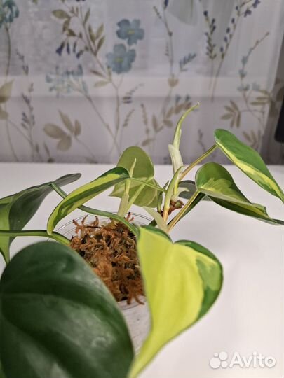 Филодендрон бразил