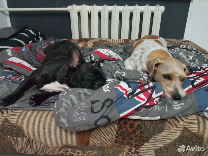 Передержка собак