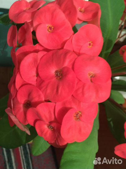 Молочай Милли (эуфорбия)