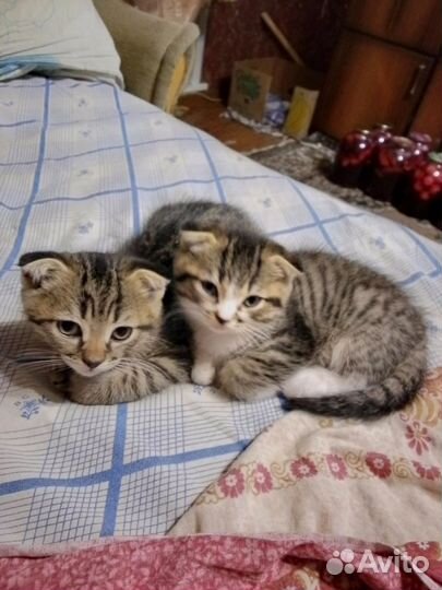 Шотландская вислоухая кошка бесплатно