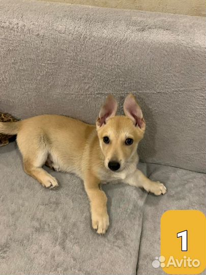 Собака в добрые руки