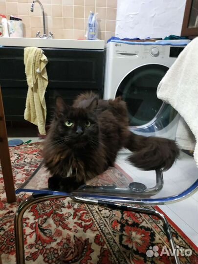 Кошечка Мейн-кун в добрые руки