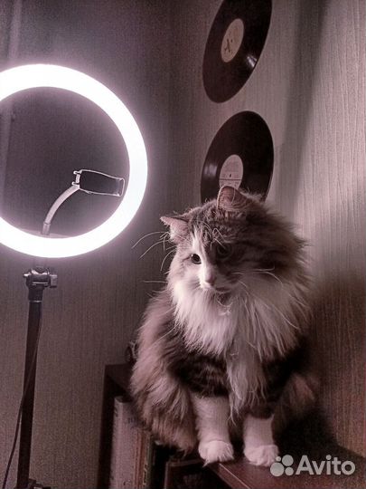 Отдам кота