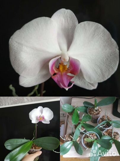 Орхидеи фаленопсис