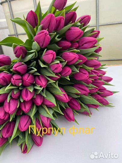 Луковицы тюльпанов