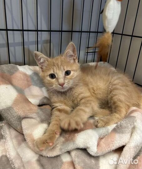 Рыжая котёнок девочка