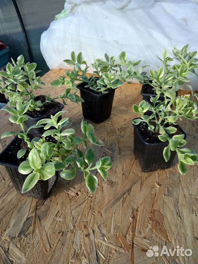 Биденс,ипомея,аптения