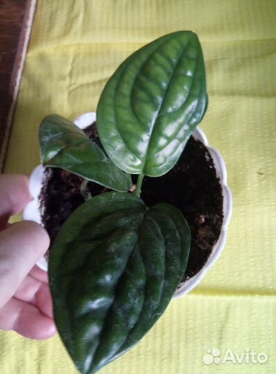 Сциндапсус Мараморная королева, Филодендрон, сажен