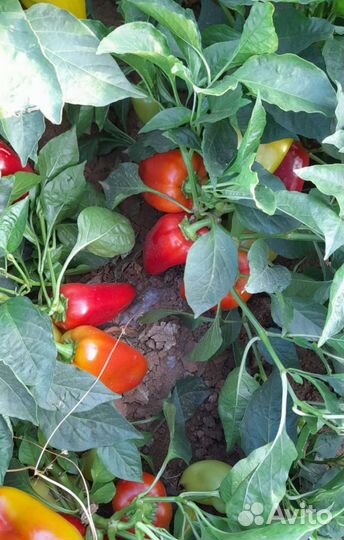 Семена Перец полет