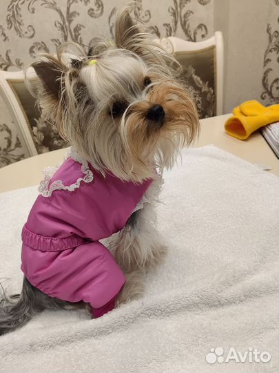 Изготовление комбинезонов для собак и кошек