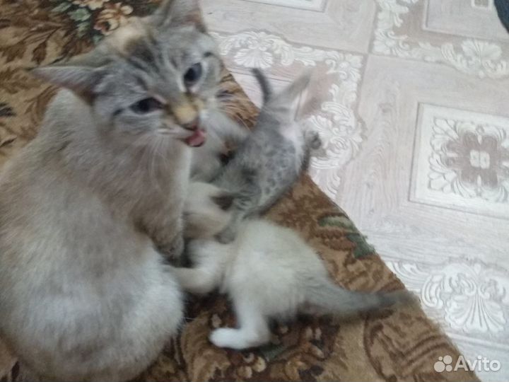 Котята в добрые руки