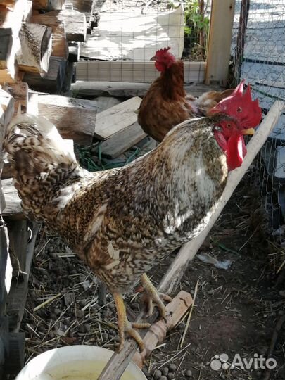 Куры домашние на мясо