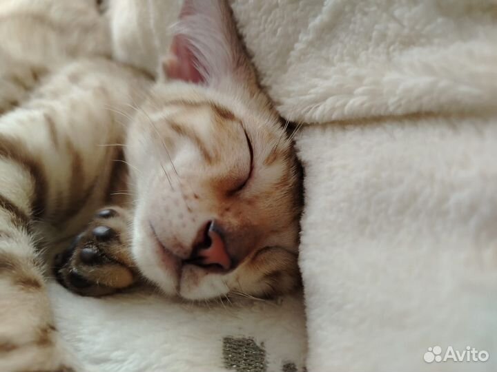 Бенгальский мальчик