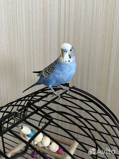 Волнистые попугаи с клеткой