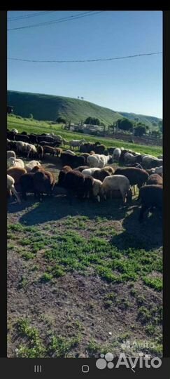 Овцы и телки на Курбан Байрам