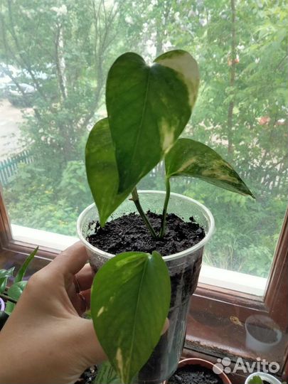 Комнатные растения