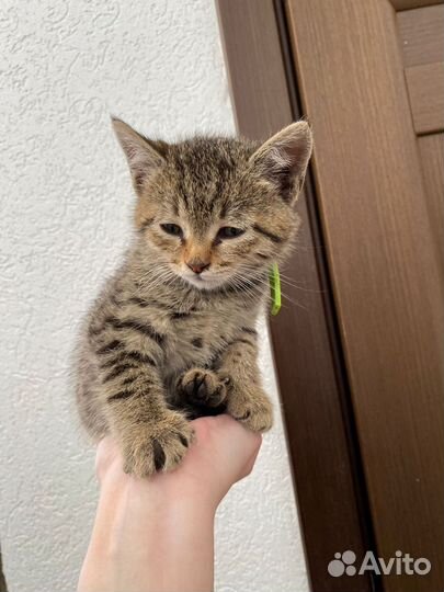 Котёнок