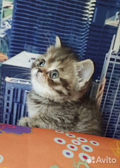 Классический экзот