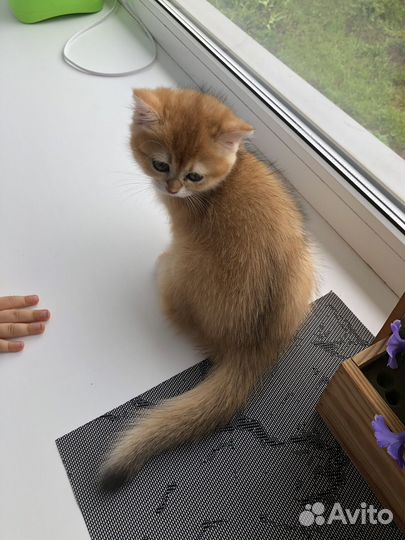 Британские котята золотая шиншилла