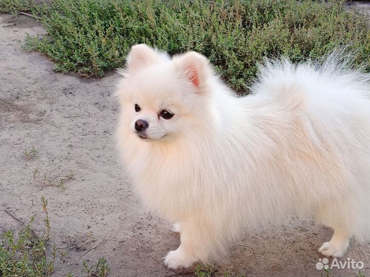 Померанский шпиц мини девочка