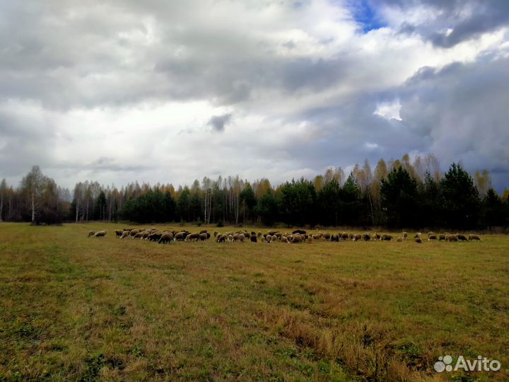 Продам мясо, баранина